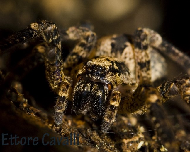 Zoropsis spinimana